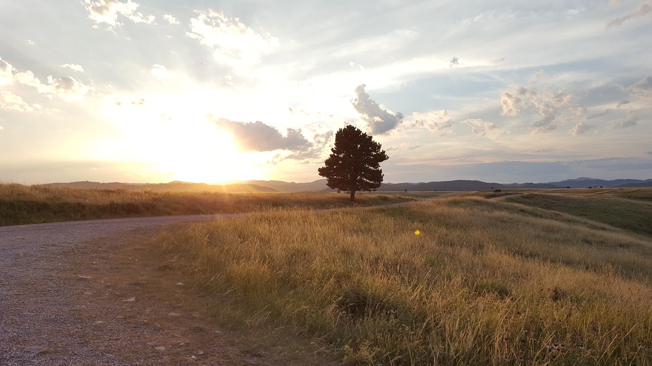 A single pine tree stands alongside a gravel road with sunset in the background