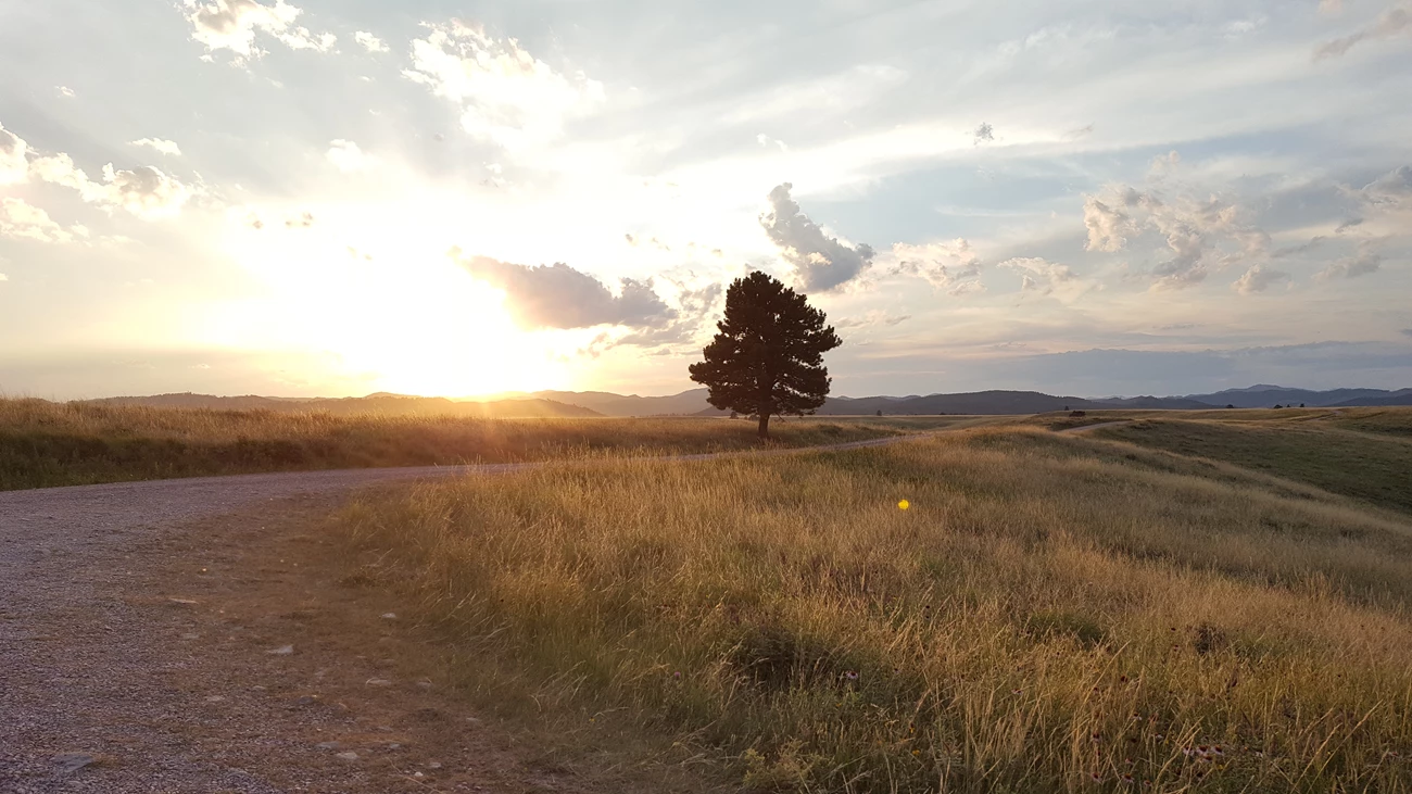 A ponderosa in the prairie A single pine tree stands alongside a gravel road with sunset in the background