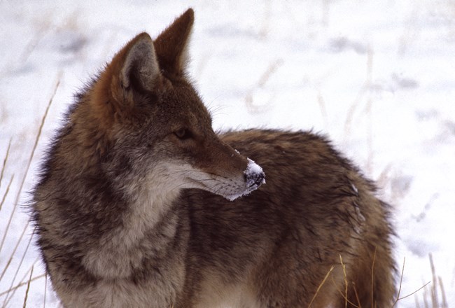 A coyote looks around in the snow