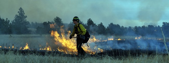 A wildland firefighter walks towards the left along the edge of a prescribed burn with flames burning in the background.