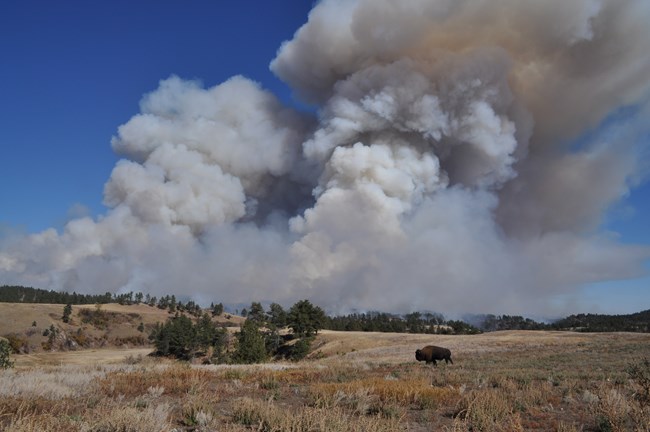 Plumes of smoke from a prescribed fire rise above the prairie in the background, while a male bison walks from right to left in the foreground.