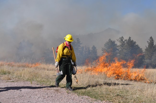 A female firefighter wearing a yellow hardhat and shirt, red bandana and green pants carries a driptorch and pulaski along a fireline with flames burning on the right side of the image.