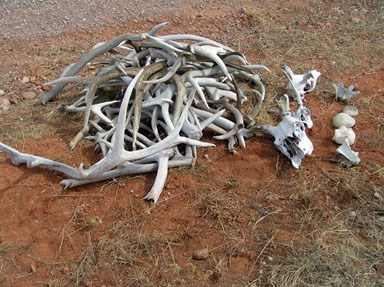 A pile of antlers, bones, and rocks on reddish soil that were collected illegally by visitors.