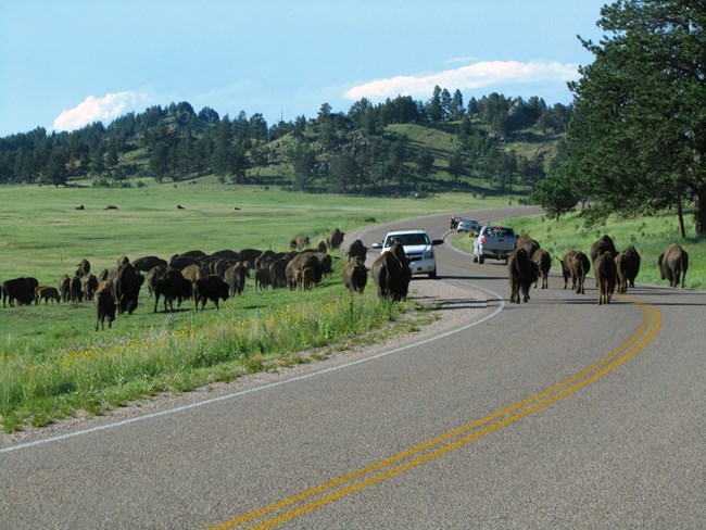 A large herd of bison walking in the middle of the road and next to the road with three vehicles stopped in the background.