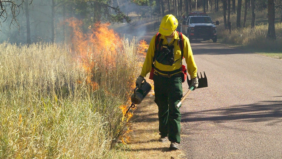 a wildland firefighter burns grass along the road using a drip torch, a firetruck is parked in the background