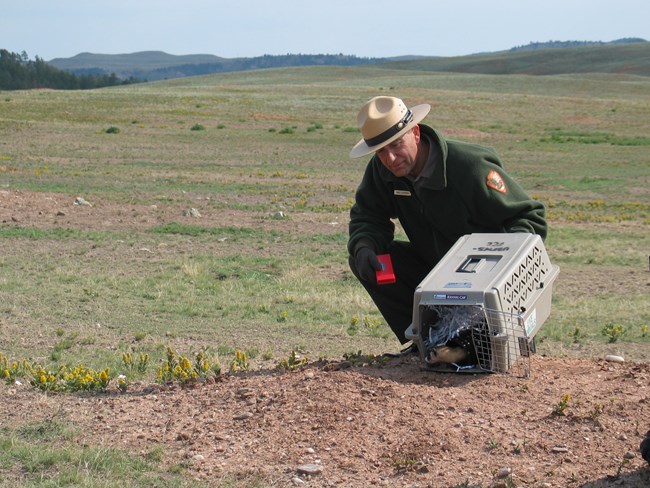 Ranger Mike Laycock releasing ferret