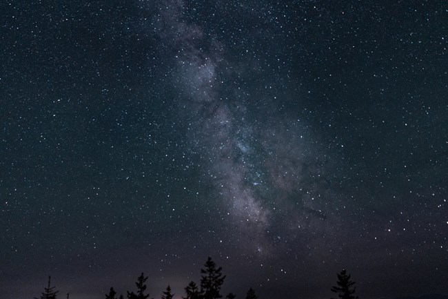 The milky way lights up the dark sky above the tops of spruce and fir trees.