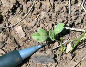 Ambrosia psilostachya - Western Ragweed Ambrosia psilostachya - Western Ragweed
