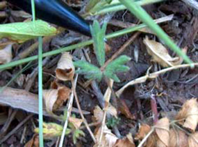 Anemone cylindrica - Candle Anemone Anemone cylindrica - Candle Anemone