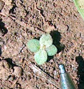 Artemisia ludoviciana - White Sage, Man Sage Artemisia ludoviciana - White Sage, Man Sage