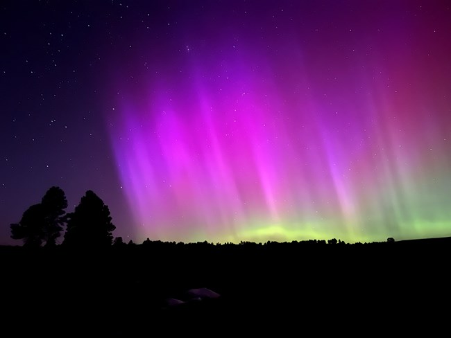 Purple and green auroras are overtop the prairie with two trees in the lefthand foreground.