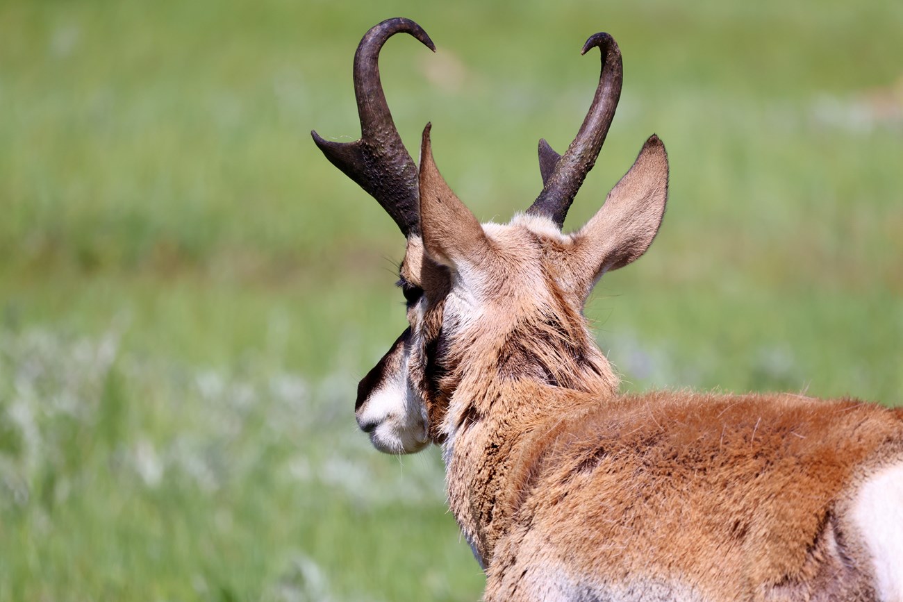 Male Pronghorn looks off into the distance.
