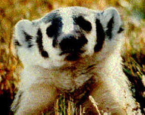 Badger - Taxidea taxus Badger - Taxidea taxus