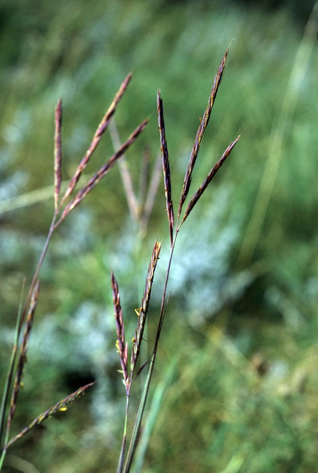 Seed heads of four stalks of big bluestem grass splayed like a birds foot.