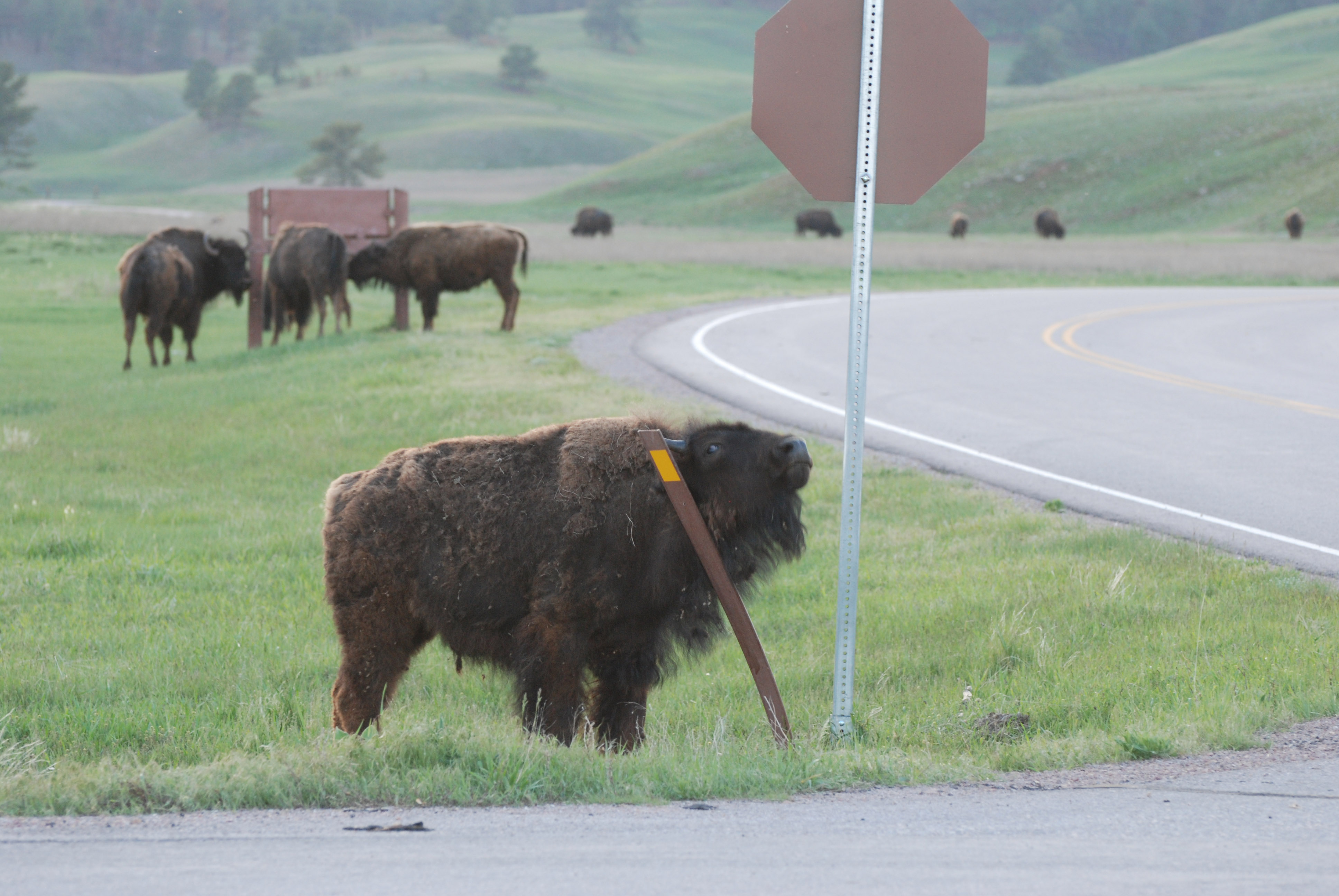 Bison - Wind Cave National Park (U.S. National Park Service)