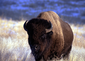 Bison (Buffalo) - Bison bison Bison (Buffalo) - Bison bison