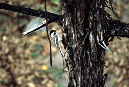Black-Capped Chickadee - Parus atricapillus Black-Capped Chickadee - Parus atricapillus
