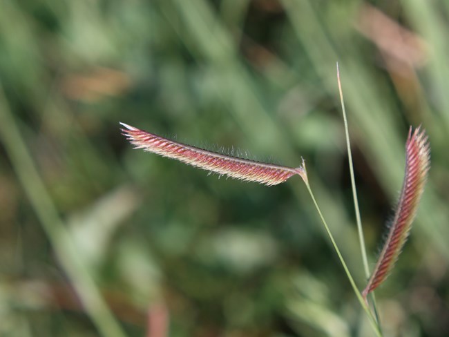 Blue grama grass