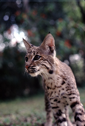 Bobcat - Felis rufus Bobcat - Felis rufus