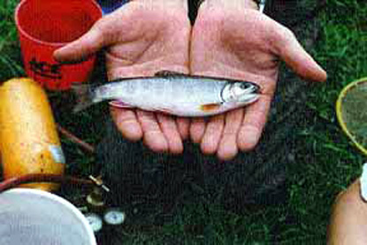 Brook Trout - Salvenlinus fontinalus Brook Trout - Salvenlinus fontinalus