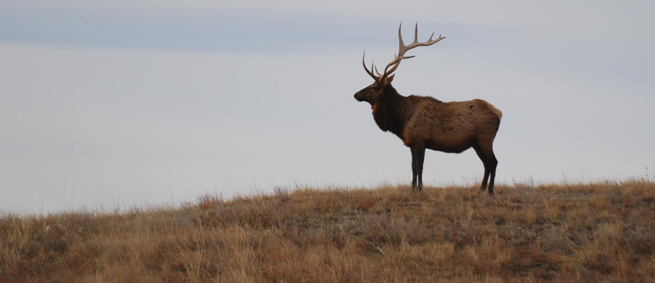 an adult male elk with large antlers standing on a grassy hillside at dusk