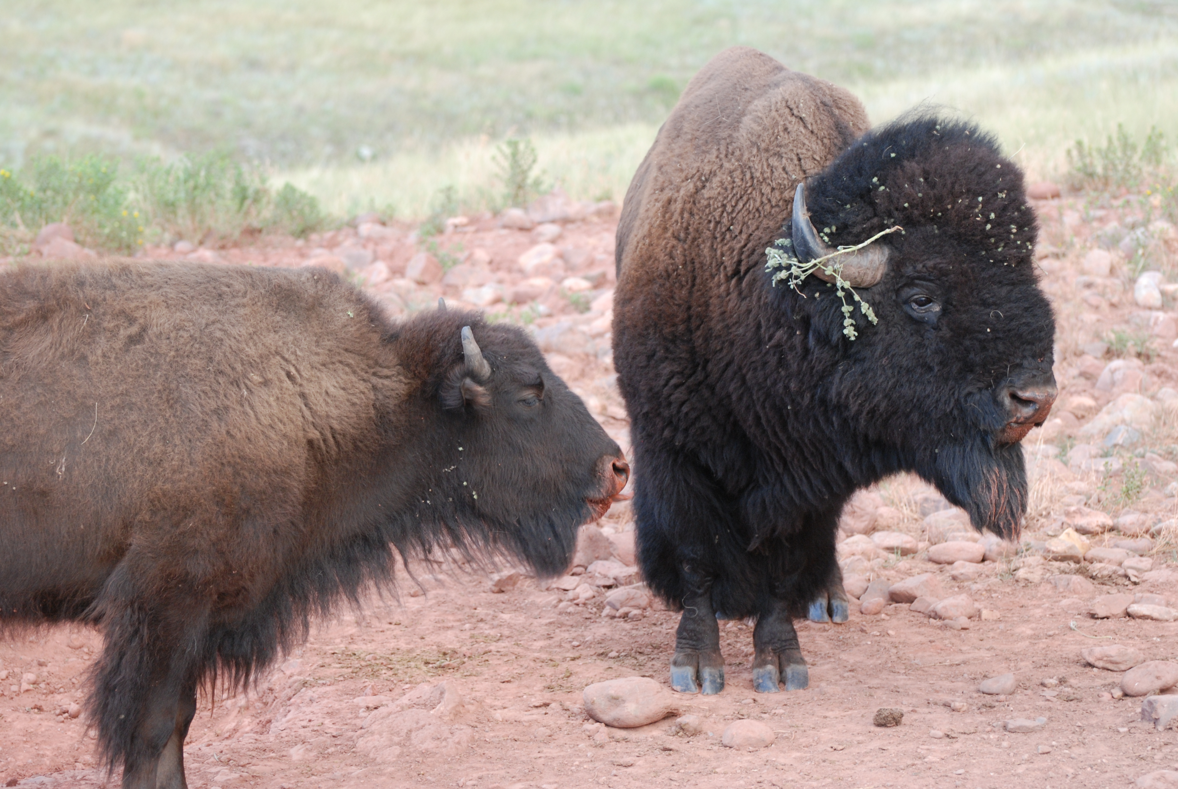 Bison - Wind Cave National Park (. National Park Service)