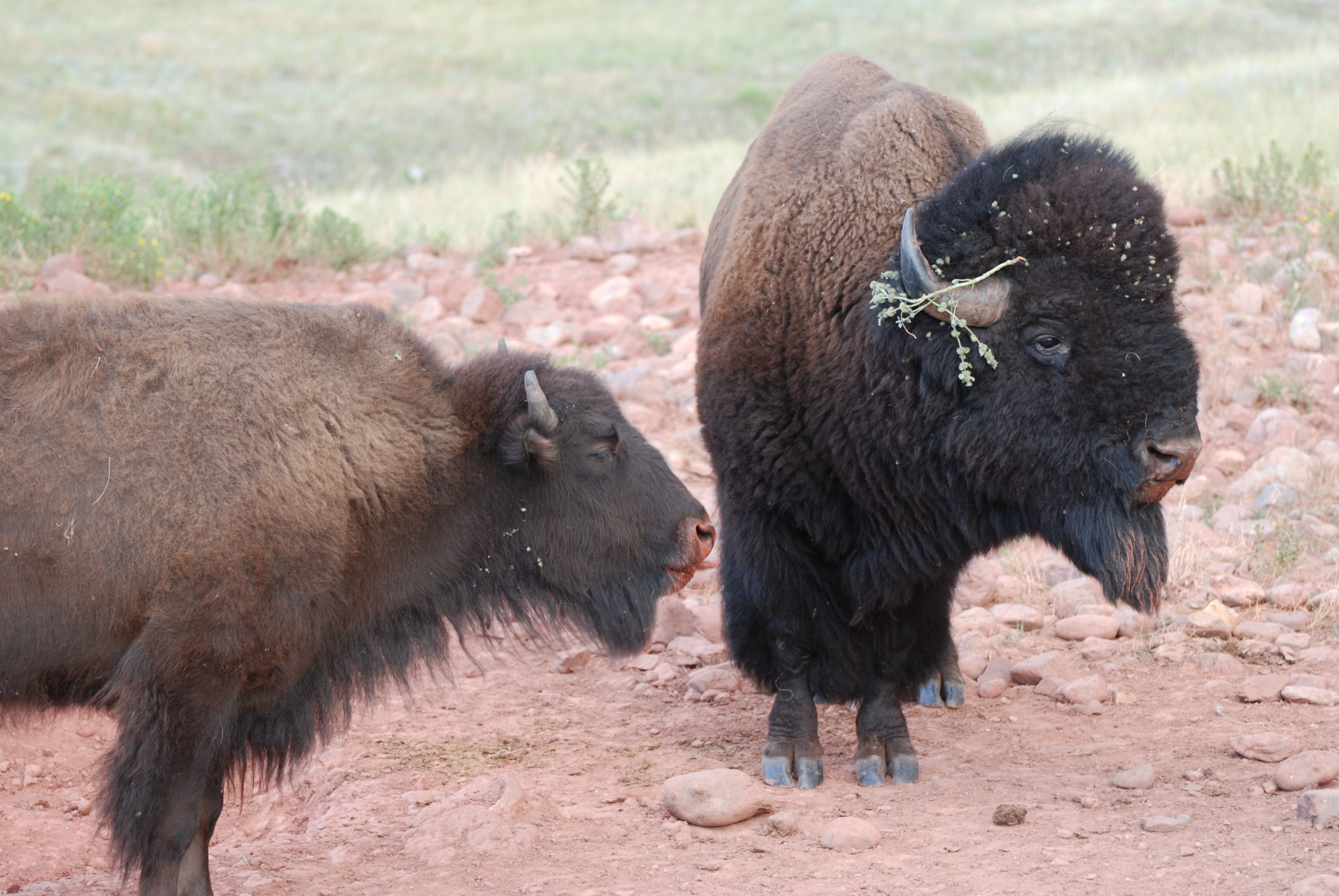 Bison - Wind National Park Park Service)