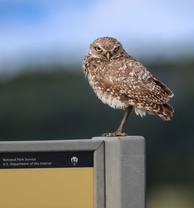 Burrowing Owl sitting on top of the Highland Creek trailhead sign.