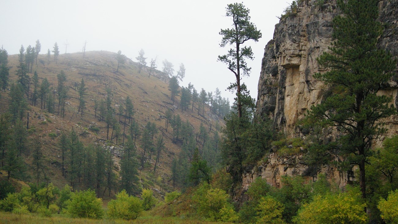 an open valley with shrubs and trees, and a sharp cliffside on the right