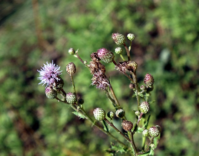 Canada thistle flowers
