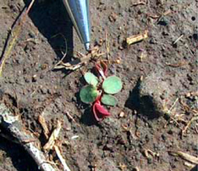 Chamaesyce glyptosperma (Euphorbia glyptosperma) - ribseed sandmat Chamaesyce glyptosperma (Euphorbia glyptosperma) - ribseed sandmat