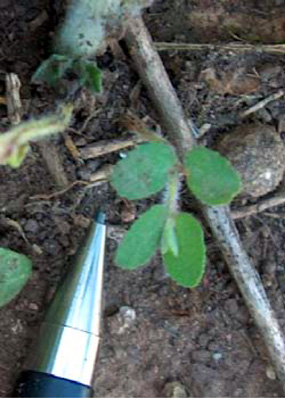 Chamaesyce stictospora (Euphorbia stictospora) - Slimseed Sandmat Chamaesyce stictospora (Euphorbia stictospora) - Slimseed Sandmat