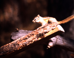 Least Chipmunk - Tamias minimus Least Chipmunk - Tamias minimus