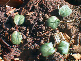 Convolvulus arvensis - Field Bindweed Convolvulus arvensis - Field Bindweed