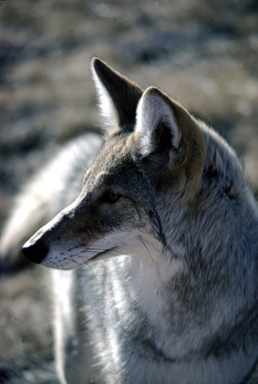 Coyote - Canis latrans Coyote - Canis latrans