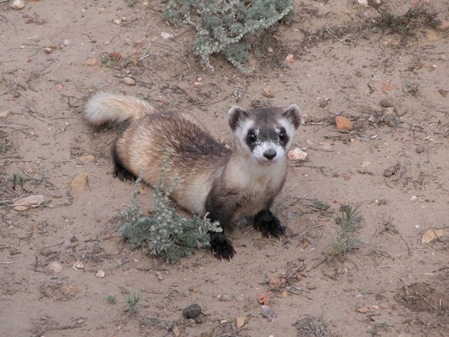A black footed ferret