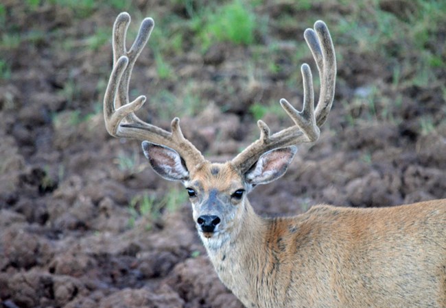 A mule deer buck with antlers in velvet.