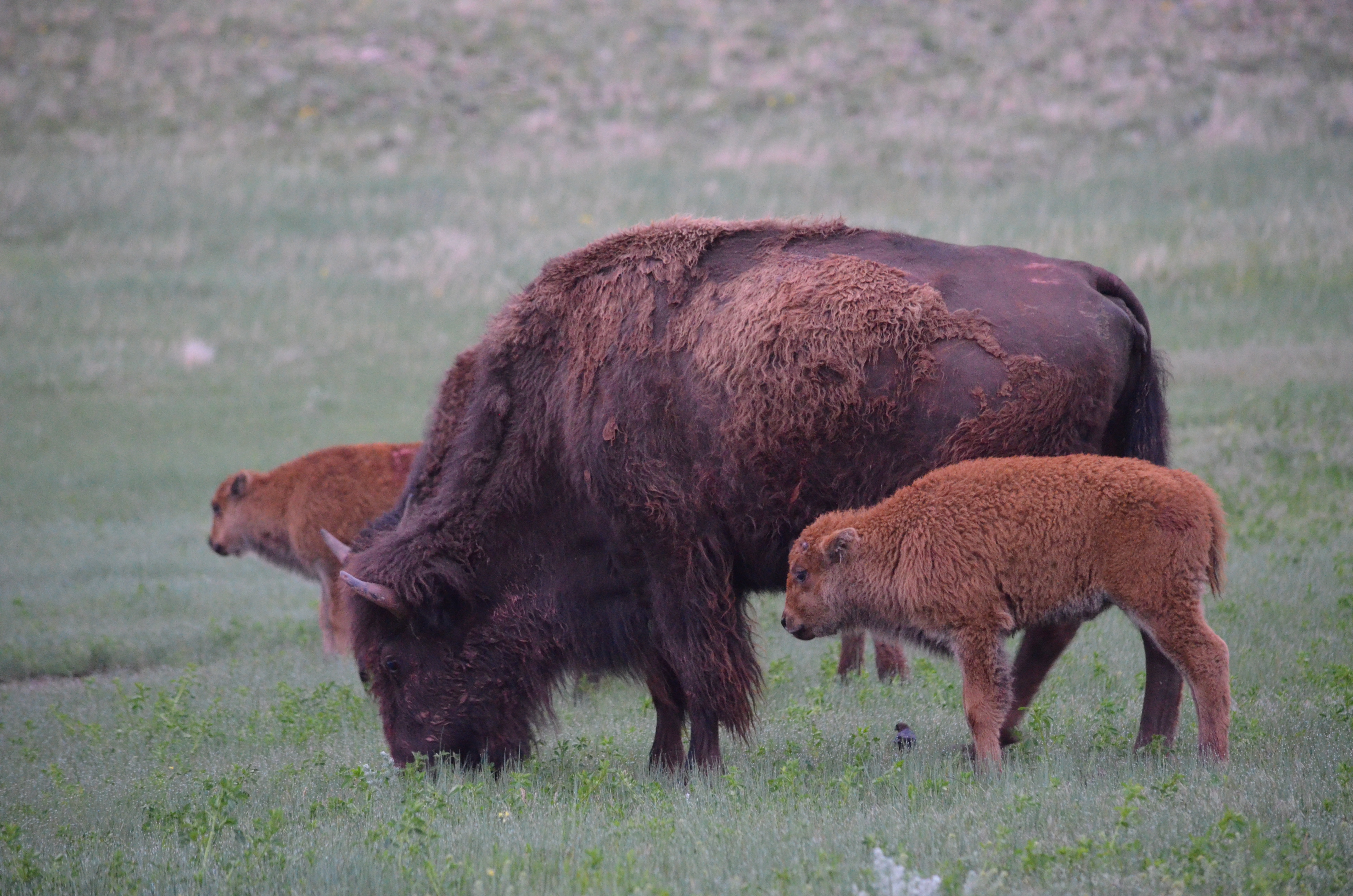 Bison Wind Cave National Park (U.S. National Park Service)
