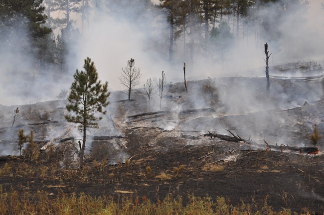 A stand of small trees has been burnt by fire.