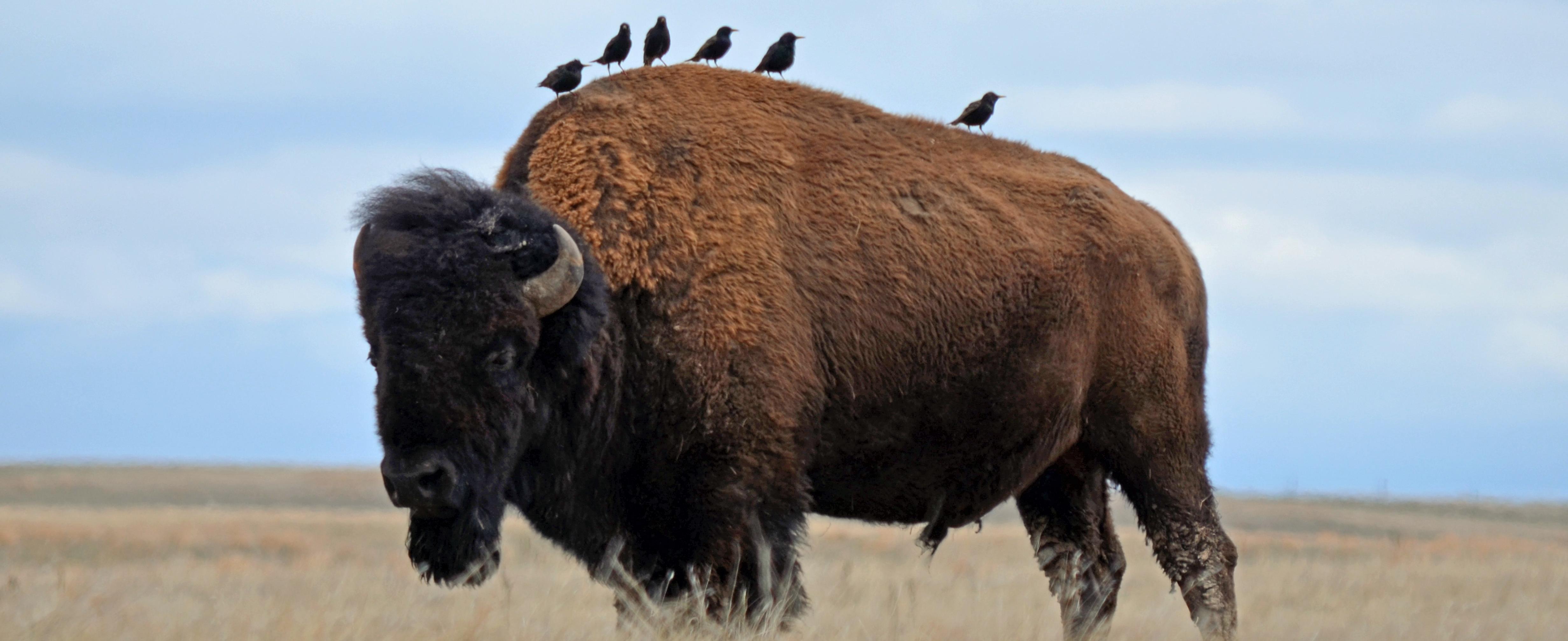 Udvidelse Solskoldning Barbermaskine Bison - Wind Cave National Park (U.S. National Park Service)