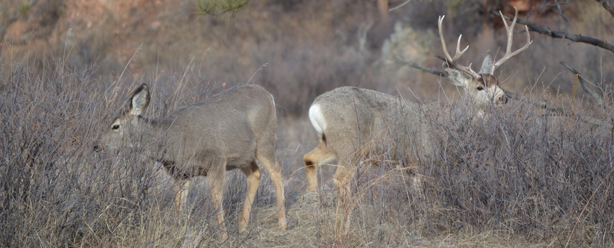 A mule doe and buck browse in shrubs.