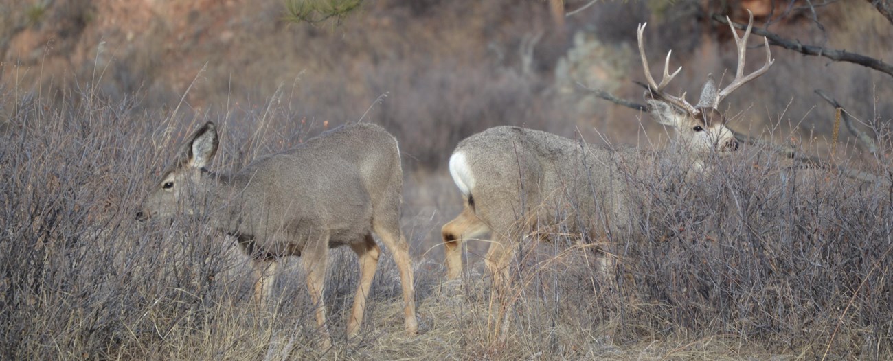 A mule doe and buck browse in shrubs.