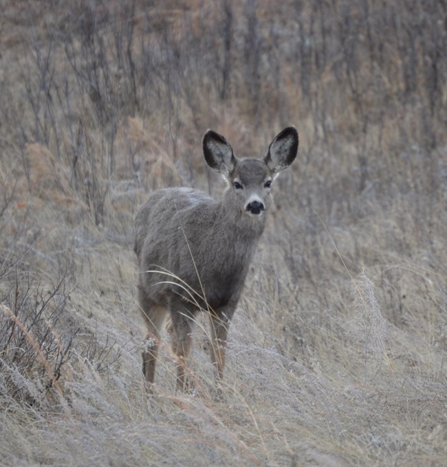 A mule deer doe peering at the camera.