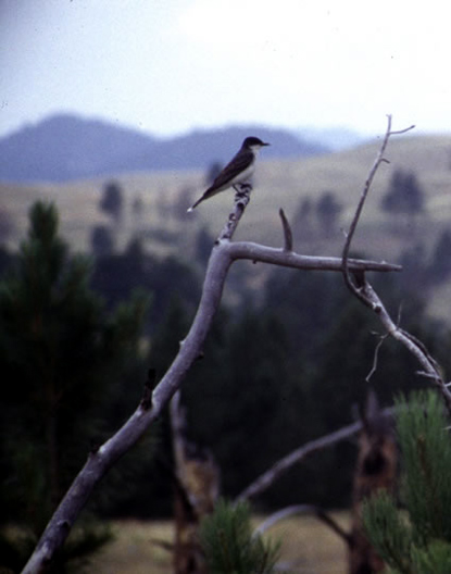 Eastern Kingbird - Tyrannus tyrannus Eastern Kingbird - Tyrannus tyrannus