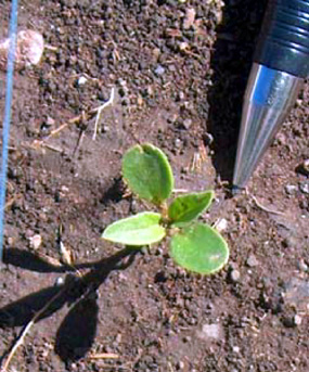 Euphorbia dentata - Toothed Spurge Euphorbia dentata - Toothed Spurge
