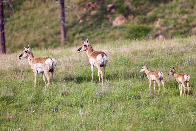 Family of pronghorn on the prairie