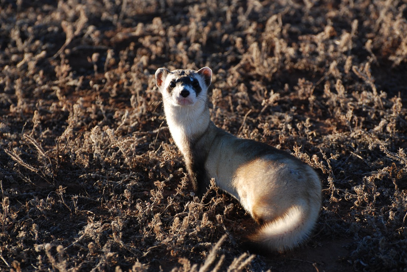 Lone black-footed ferreted looking towards the camera