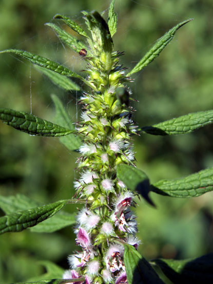 Field Mint, Common Mint - Mentha arvensis Field Mint, Common Mint - Mentha arvensis