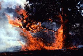 Fire burning into a pondorosa pine Fire burning into a pondorosa pine