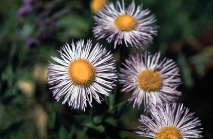 Fleabane - Erigeron philadelphicus, Erigeron glabellus Fleabane - Erigeron philadelphicus, Erigeron glabellus